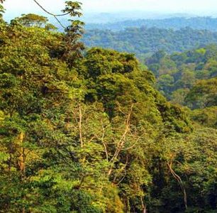 Floresta do Maiombe